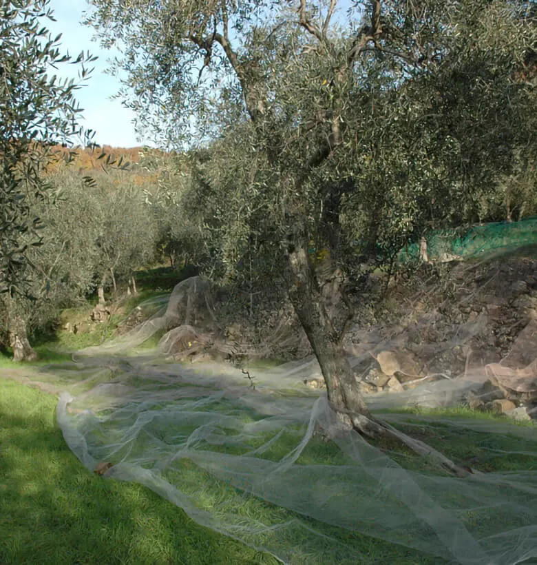 Il progetto Frantoio Fresia